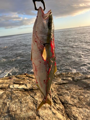 ハマチの釣果