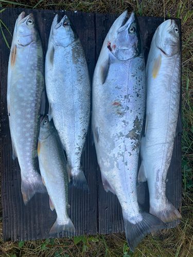 サクラマスの釣果
