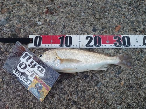 タチウオの釣果