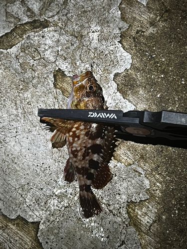 カサゴの釣果
