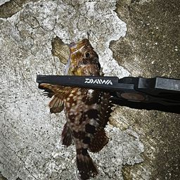 カサゴ