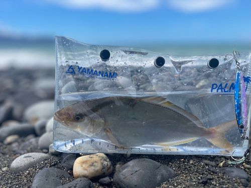 ショゴの釣果