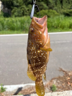 キジハタの釣果