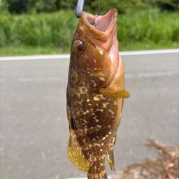 キジハタ