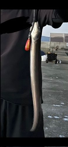 アナゴの釣果