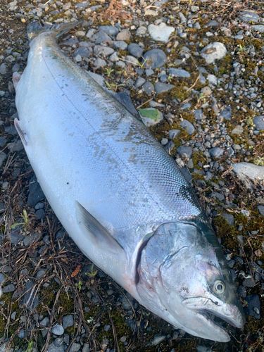サクラマスの釣果