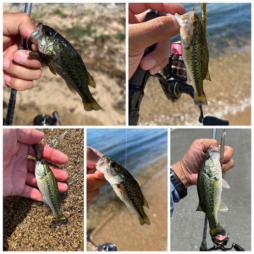 ブラックバスの釣果