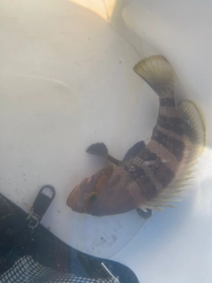 オオモンハタの釣果