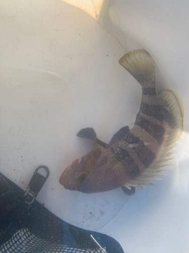 オオモンハタの釣果