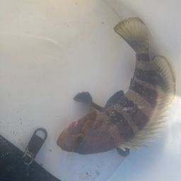 オオモンハタ