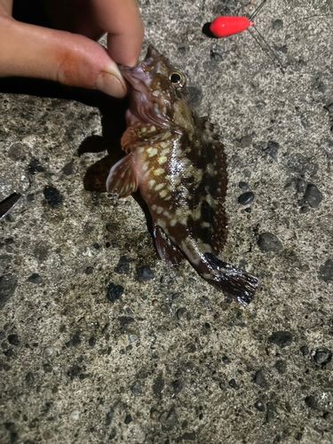 アラカブの釣果