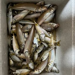 アジ