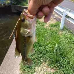 ラージマウスバス