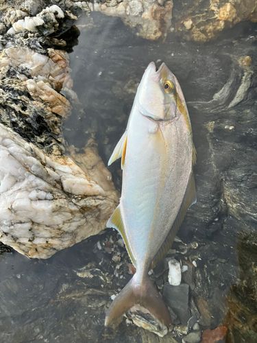 カンパチの釣果