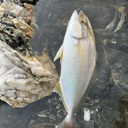 カンパチ