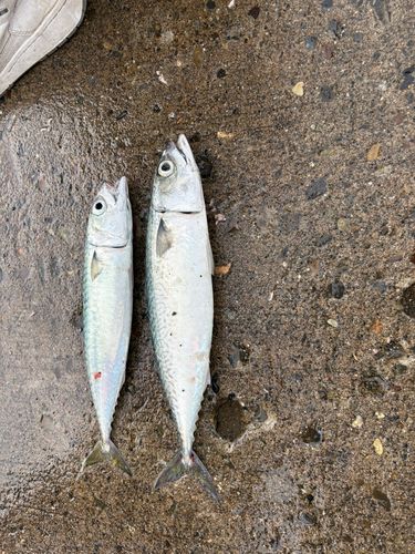 サバの釣果