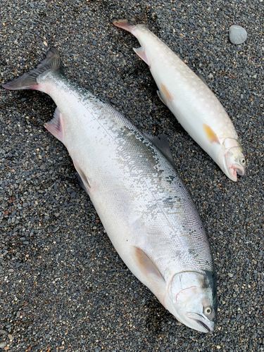 サクラマスの釣果