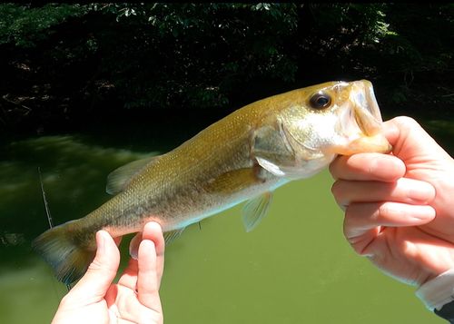 ブラックバスの釣果