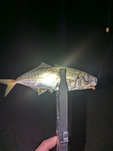 マアジの釣果