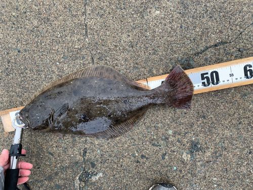 ヒラメの釣果