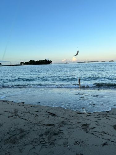 キスの釣果