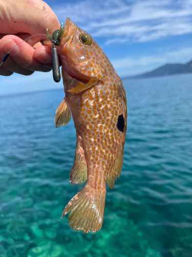 キジハタの釣果