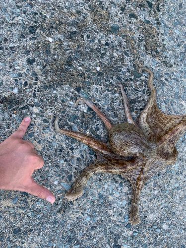 タコの釣果