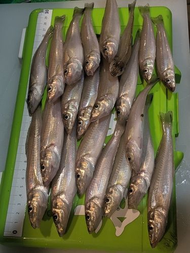 キスの釣果