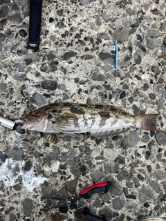 アイナメの釣果
