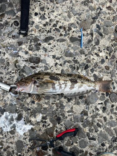 アイナメの釣果