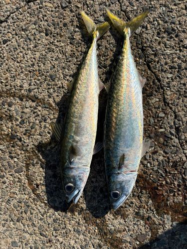 サバの釣果