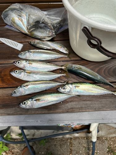 サバの釣果