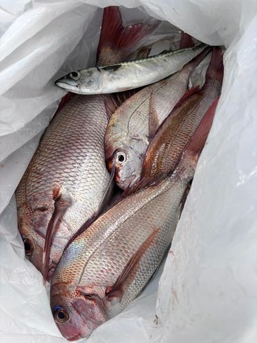 マダイの釣果