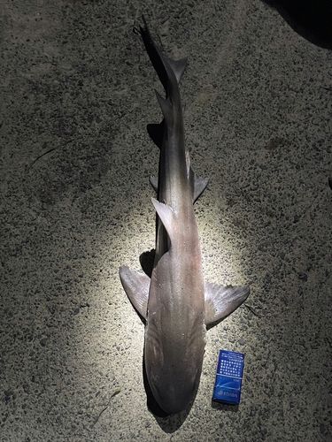 サメの釣果