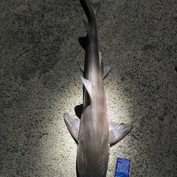 サメ