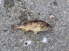 クロソイの釣果