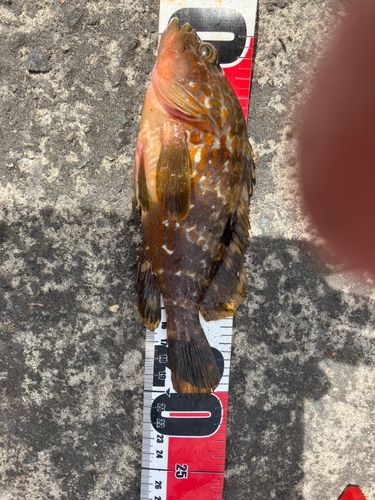 キジハタの釣果