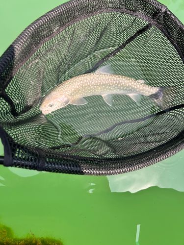 イワナの釣果