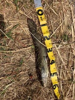 ナマズの釣果