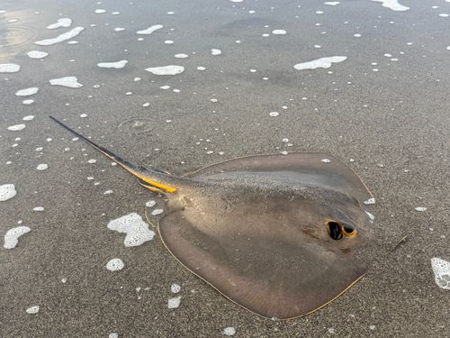 エイの釣果