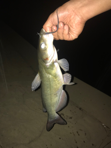 アメリカナマズの釣果