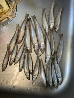 キスの釣果