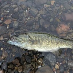 スモールマウスバス