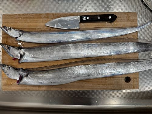 タチウオの釣果