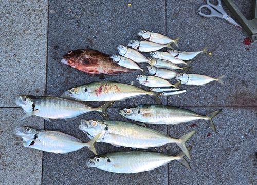 アジの釣果