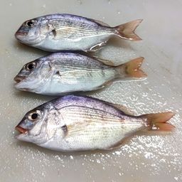 チャリコ