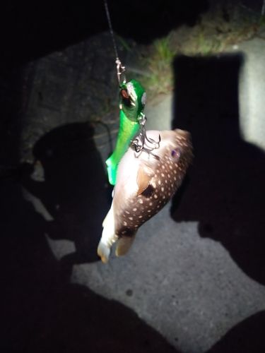 クサフグの釣果