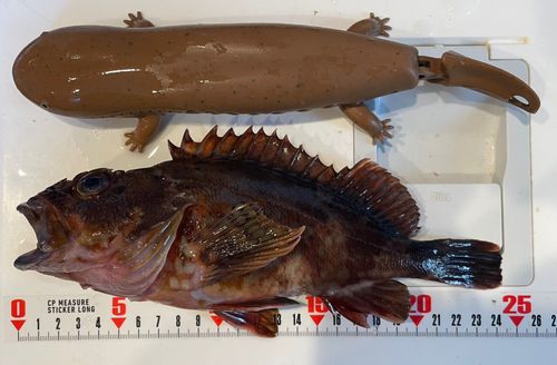 カサゴの釣果