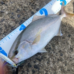 ショゴの釣果