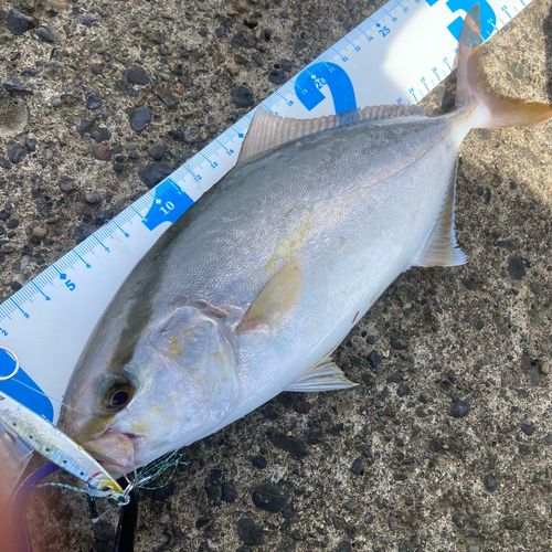 ショゴの釣果